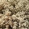 Dried Babys Breath Bulk Natural Dried Gypsophila Flowers White Babys Breath Stems for Home Decor, Weddings, Crafts
